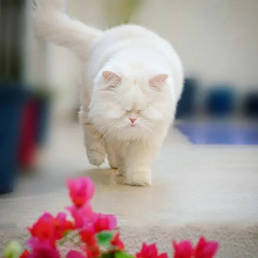 слепой кот слепой кот