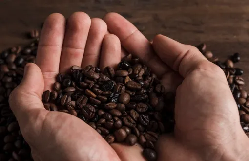 Фермеры массово переходят на выращивание робусты