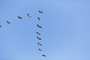 Где в России можно увидеть осеннюю миграцию птиц? Где в России можно увидеть осеннюю миграцию птиц?