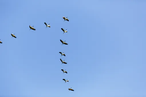 Где в России можно увидеть осеннюю миграцию птиц? Где в России можно увидеть осеннюю миграцию птиц?