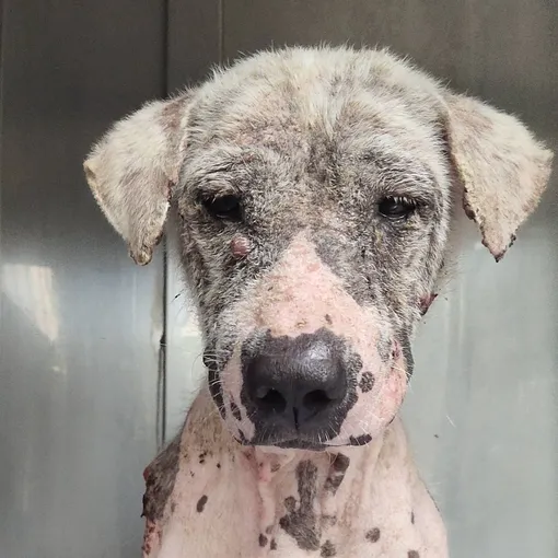 Фото Гомера «до» Фото Гомера «до»