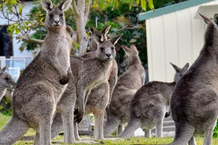 Девушка просто побрызгалась любимыми духами... Но их не оценили кенгуру