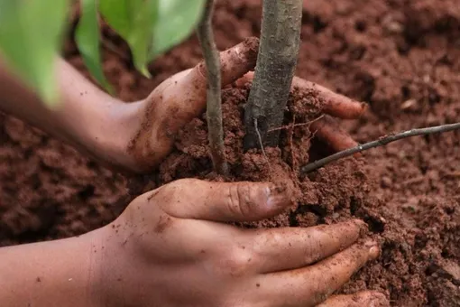 Пересадка сливы в открытый грунт и уход