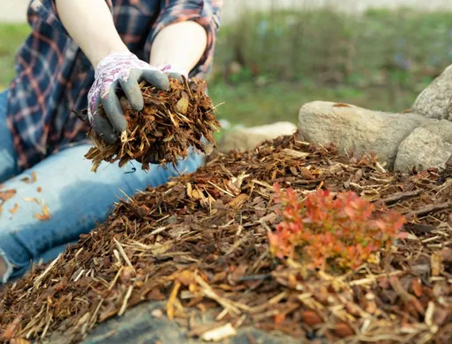 Утрамбуйте мульчу под деревьями и кустами