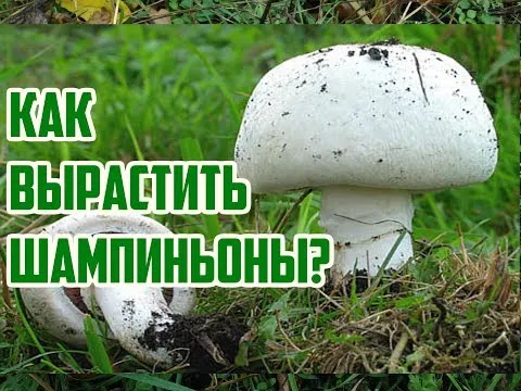 Нажми и смотри