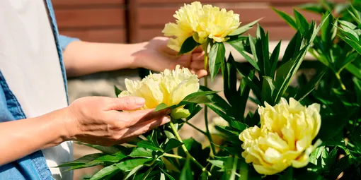 Как стимулировать цветение пионов