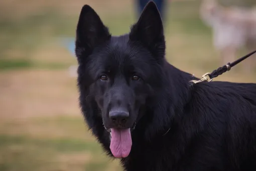 В Новой Москве овчарка прокусила шею шестилетнему ребёнку: врачи пытаются его спасти В Новой Москве овчарка прокусила шею шестилетнему ребёнку: врачи пытаются его спасти