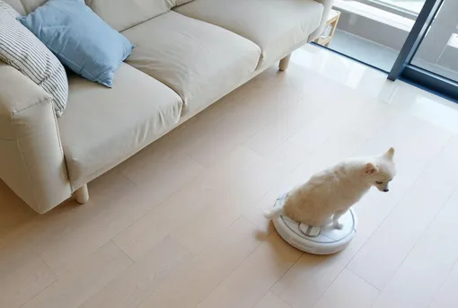 5 решений, как сохранить чистой собаку и квартиру, фото