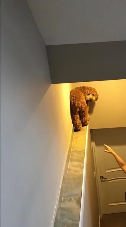 пес считает себя кошкой пес считает себя кошкой