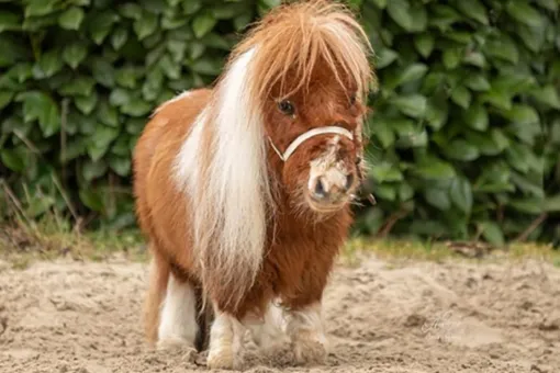 Любит морковь, яблоки и кашу из отрубей: что известно о самом крошечном пони в мире Любит морковь, яблоки и кашу из отрубей: что известно о самом крошечном пони в мире