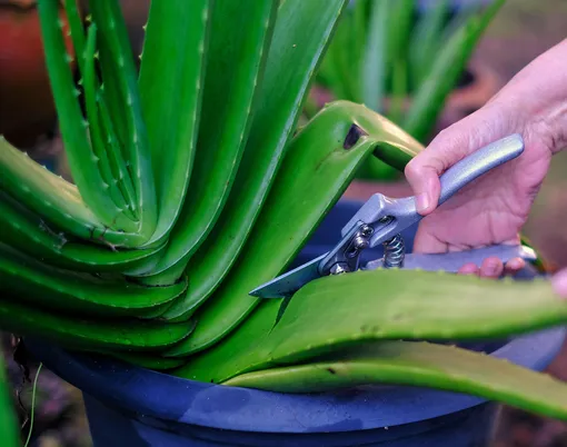 Зачем обрезать алоэ вера и сколько листьев нужно оставить, чтобы растение не погибло