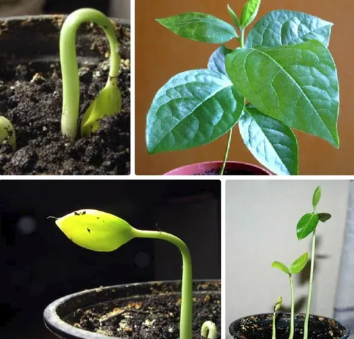 Хурма: экзотика для терпеливых