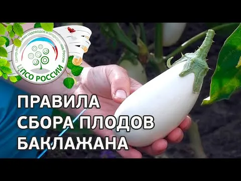 Нажми и смотри