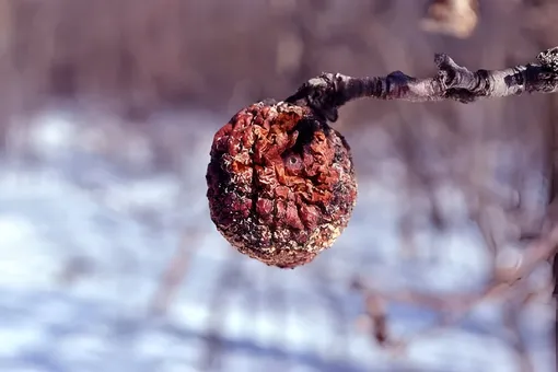 Профилактика болезней плодовых деревьев Профилактика болезней плодовых деревьев