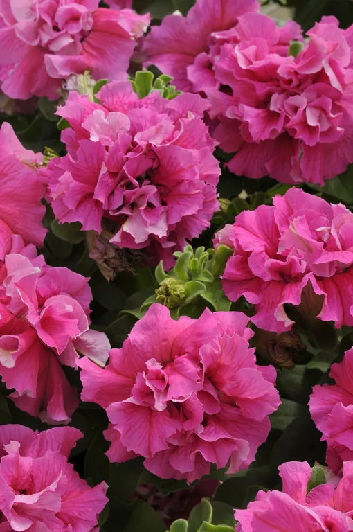 Каскадная петуния Розовая дымка (Cascade Pink Morn)