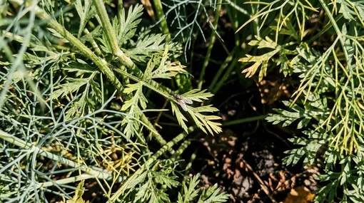 5 растений, которые нельзя сажать рядом с морковью 5 растений, которые нельзя сажать рядом с морковью