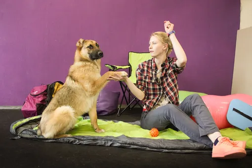 В каждую шестую-седьмую найденную собаку в России стреляли из пневматического оружия В каждую шестую-седьмую найденную собаку в России стреляли из пневматического оружия