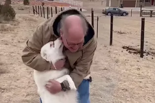 До слез: слепоглухая собака встретилась с хозяином после 1,5 лет разлуки