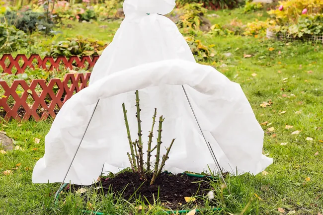 Когда и как укрывать розы осенью: полезные советы от Евгении Лобановой