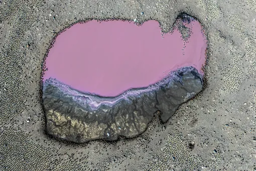 «Королевские пингвины у пруда» / Второе место в категории «Птицы»