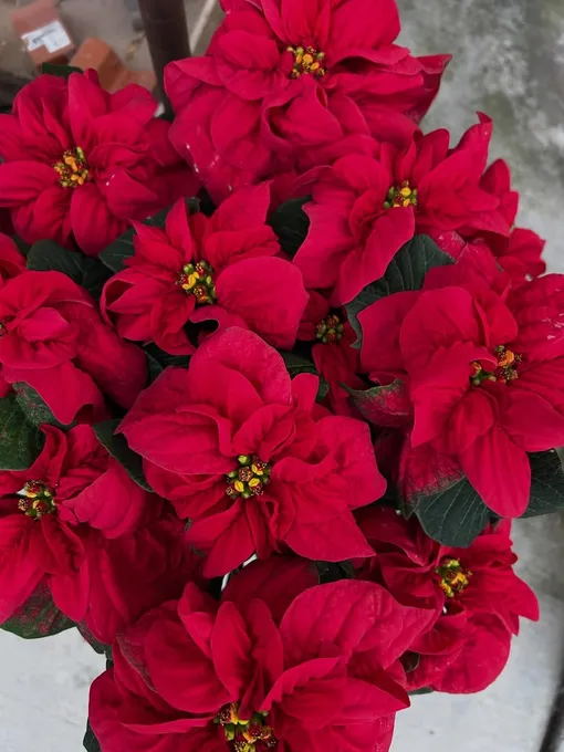 пуансеттия что за цветок