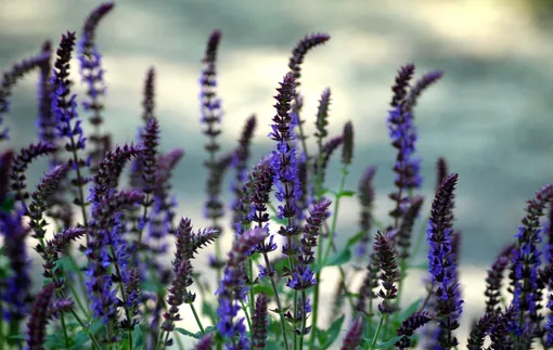 шалфей шалфей