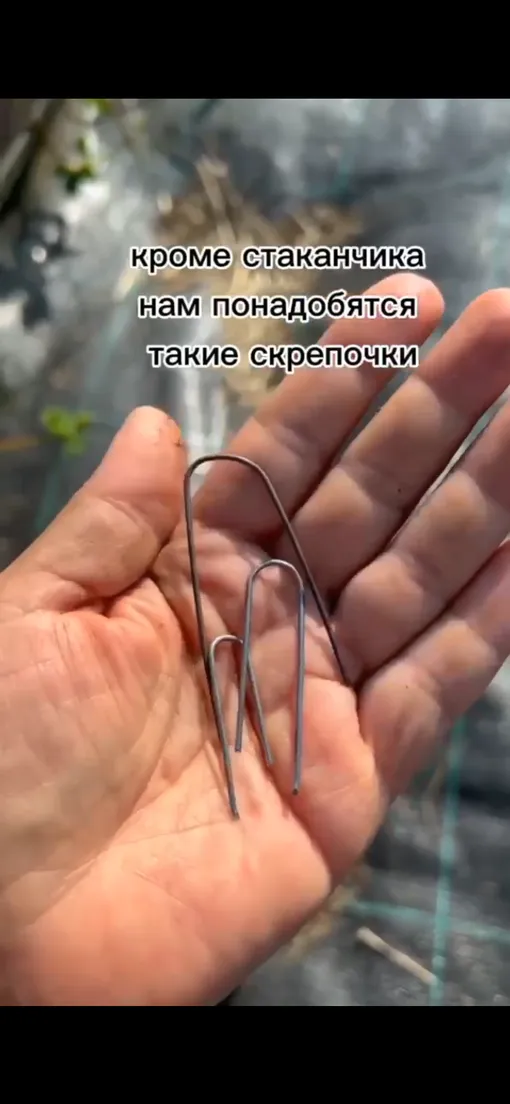 как укоренять усы клубники