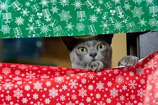 Рулон упаковочной бумаги преобразит праздничный стол: новогодний лайфхак с видео Рулон упаковочной бумаги преобразит праздничный стол: новогодний лайфхак с видео