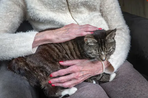 У не состоящих в браке ниже риск болезни Альцгеймера, установили учёные У не состоящих в браке ниже риск болезни Альцгеймера, установили учёные