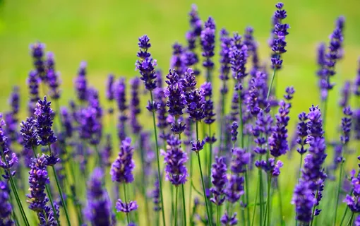 лаванда лаванда