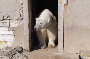 Белые медведи захватили заброшенную полярную станцию на Чукотке: трогательное видео с дронов Белые медведи захватили заброшенную полярную станцию на Чукотке: трогательное видео с дронов