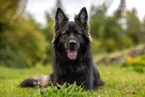 Как меняется поведение собак с возрастом