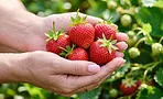 17 лучших сладких сортов клубники для открытого грунта и теплицы в 2026 году 17 лучших сладких сортов клубники для открытого грунта и теплицы в 2026 году
