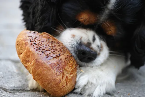 «Караул, грабят!» 20 смешных фото мохнатых воришек «Караул, грабят!» 20 смешных фото мохнатых воришек