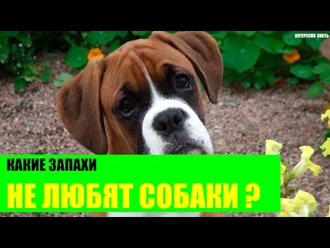 Нажми и смотри