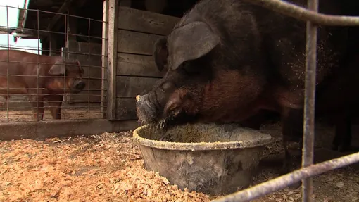 Свинья Румба