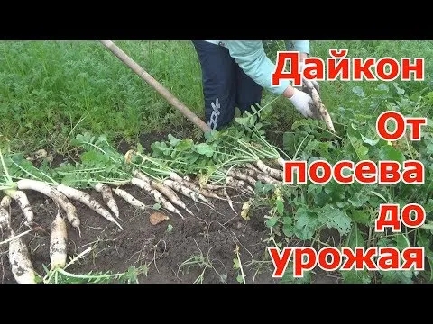 Нажми и смотри