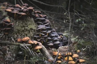 В России нашли один из самых дорогих грибов в мире В России нашли один из самых дорогих грибов в мире