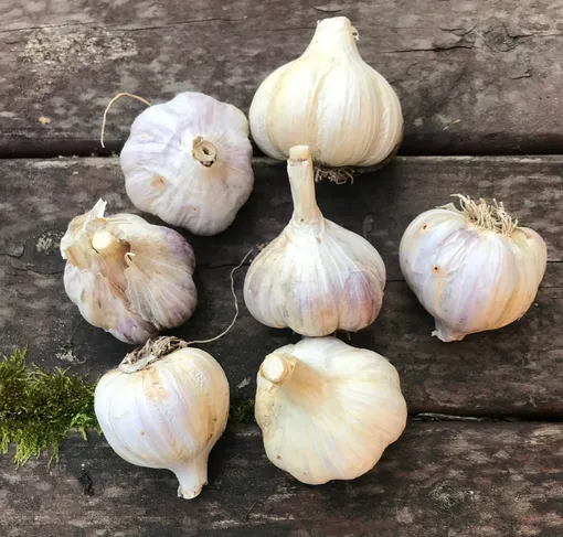 купили «универсальный» чеснок в садовом центре — и не знаете, озимый он или яровой купили «универсальный» чеснок в садовом центре — и не знаете, озимый он или яровой