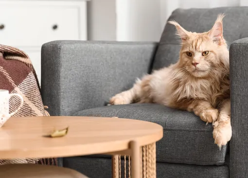 7 предметов мебели, которые мгновенно делают комнату уютнее, и кот