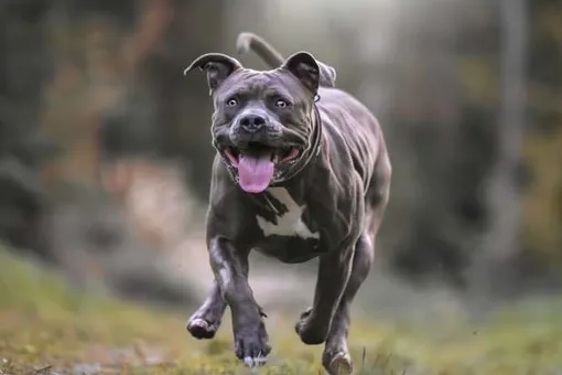 Женщина планировала сделать милые фото собачки. Но что-то пошло не так Женщина планировала сделать милые фото собачки. Но что-то пошло не так