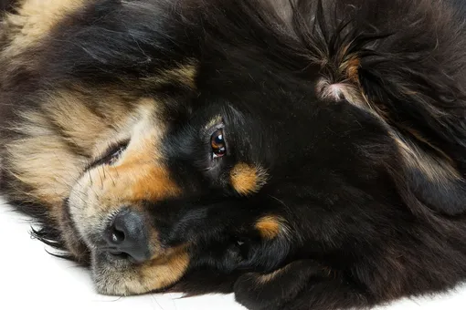 Гигантский пес боится буквально всего, и только одна вещь может его успокоить Гигантский пес боится буквально всего, и только одна вещь может его успокоить