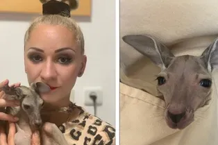 Девушка заменила маму одинокому кенгуренку и растит его в своем кармане