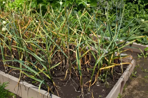 Чеснок желтеет в июне? Это ваша ошибка, а не засуха Чеснок желтеет в июне? Это ваша ошибка, а не засуха