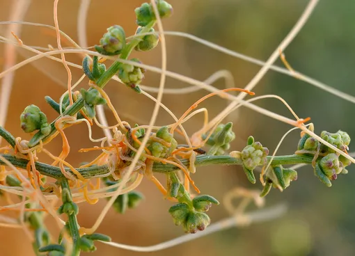 Вьющиеся сорняки угрожают растениям: борьба с нашествием