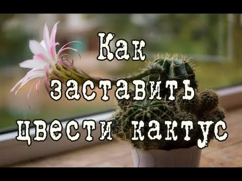Нажми и смотри