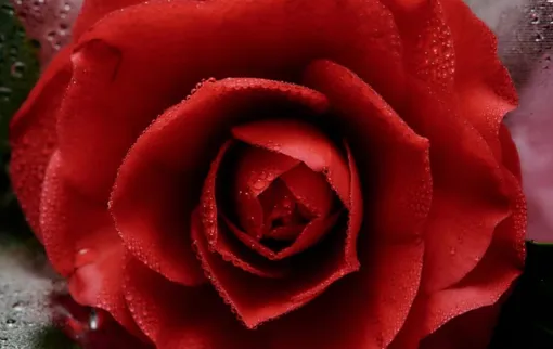 Моника Левински выпустила свечу с ароматом камелии Моника Левински выпустила свечу с ароматом камелии