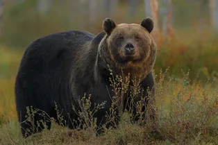 Палкой и камнями: в Магаданской области на видео попала женщина, которая прогнала медведя
