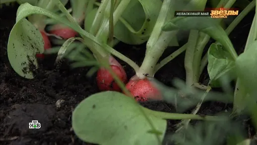 На участке Вовк уже поспел редис На участке Вовк уже поспел редис