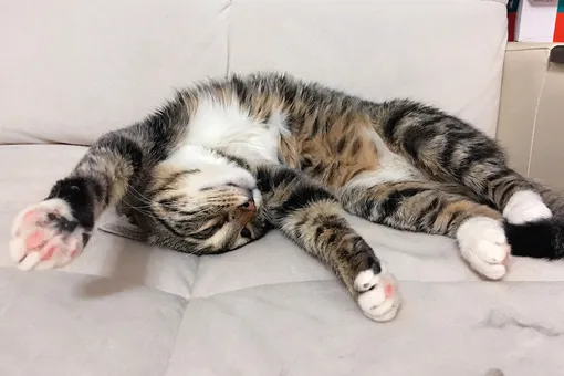 Веник Веник